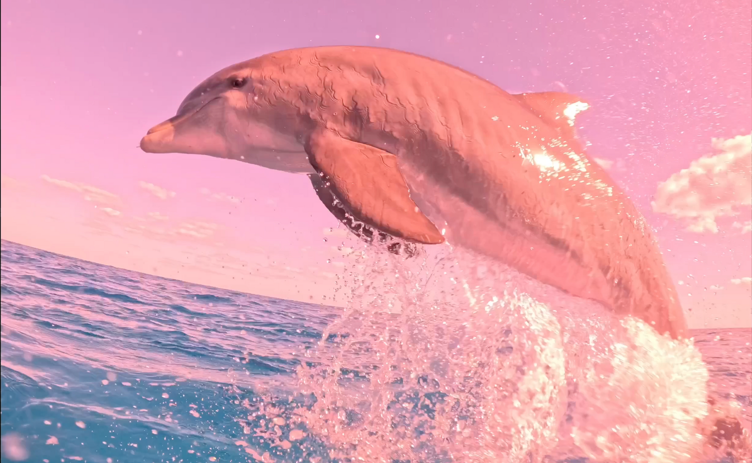 Playing with Dolphins in the Bahamas