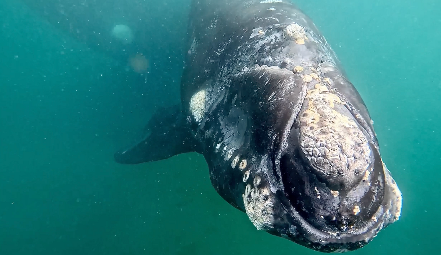 Diving with endangered Southern Right Whales