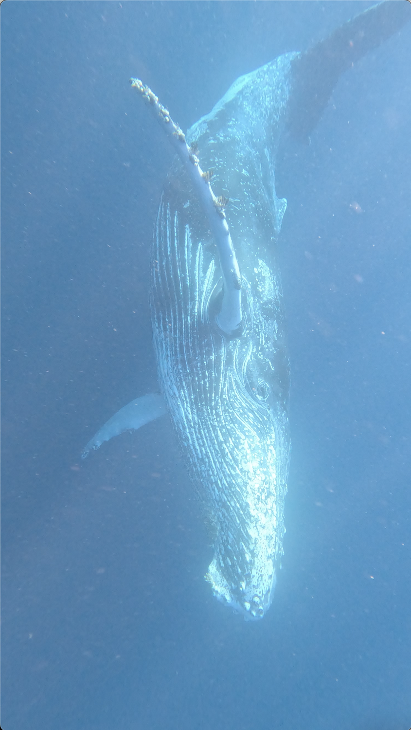 Close Encounter with a Humpback Whale