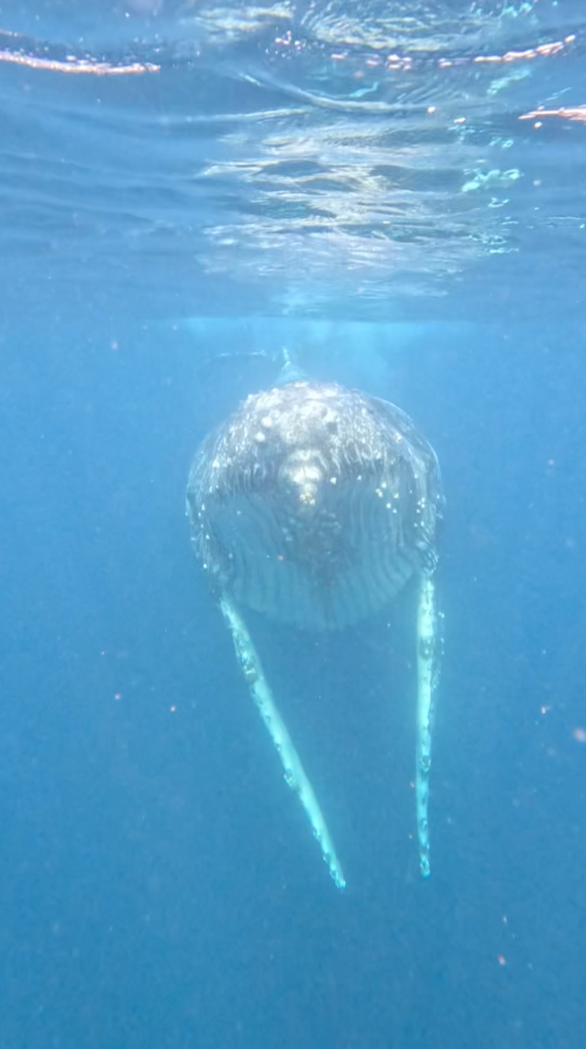 Humpback Too Close For Comfort