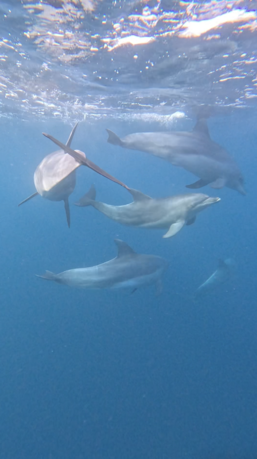 Playing with Bottlenose Dolphins
