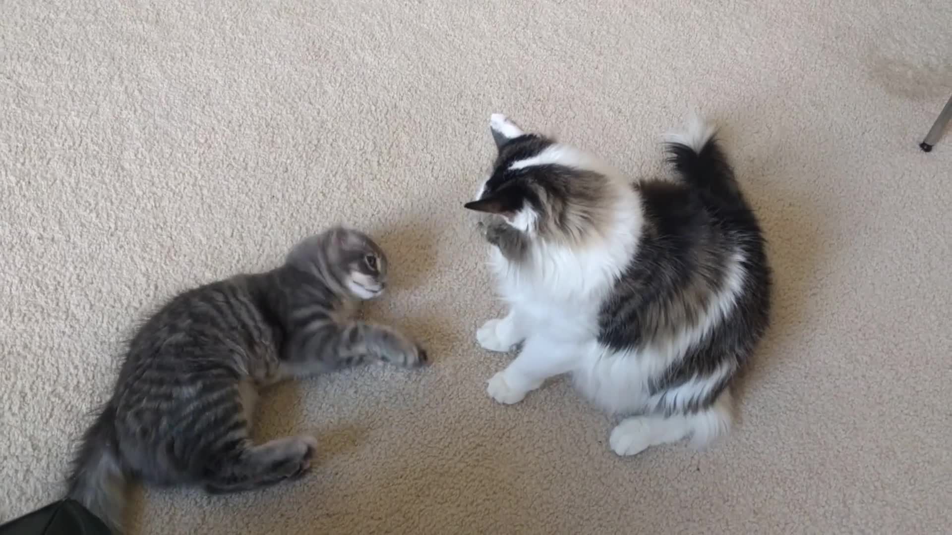 First day with the new kitten