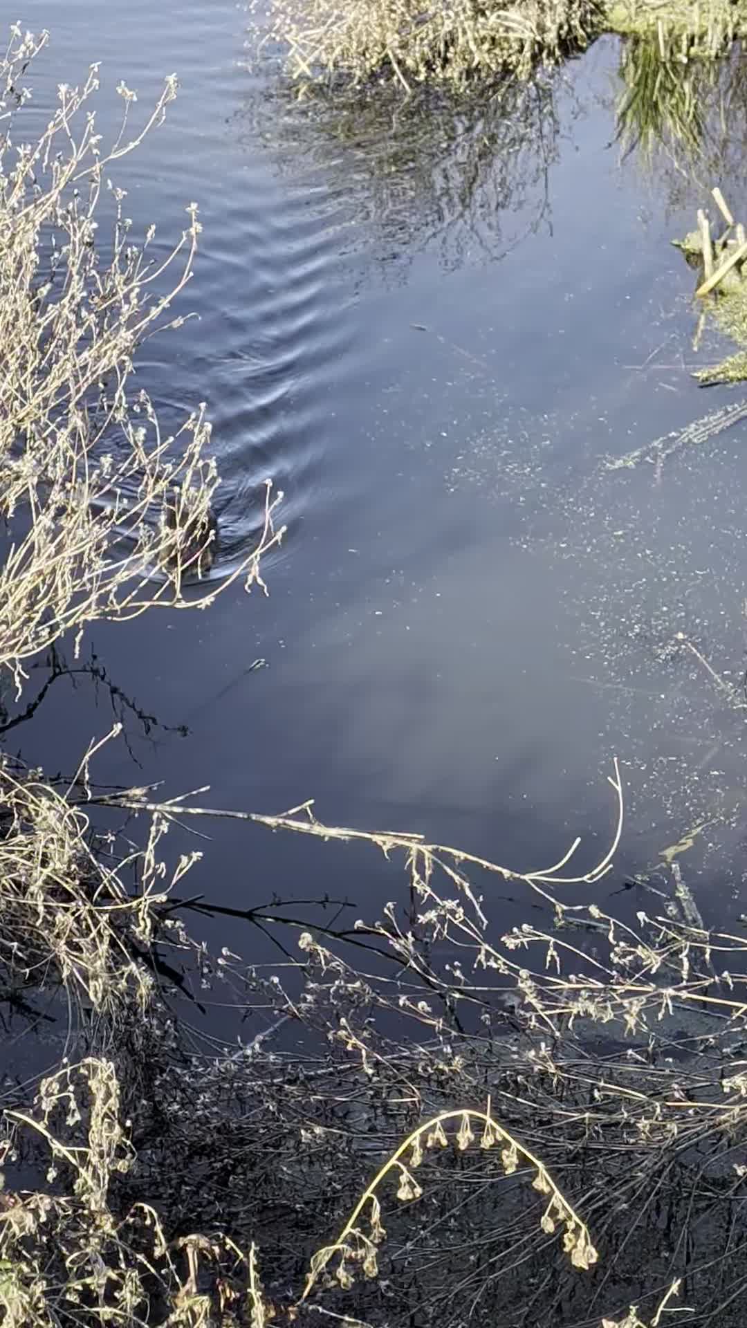 Muskrat swimming towards me
