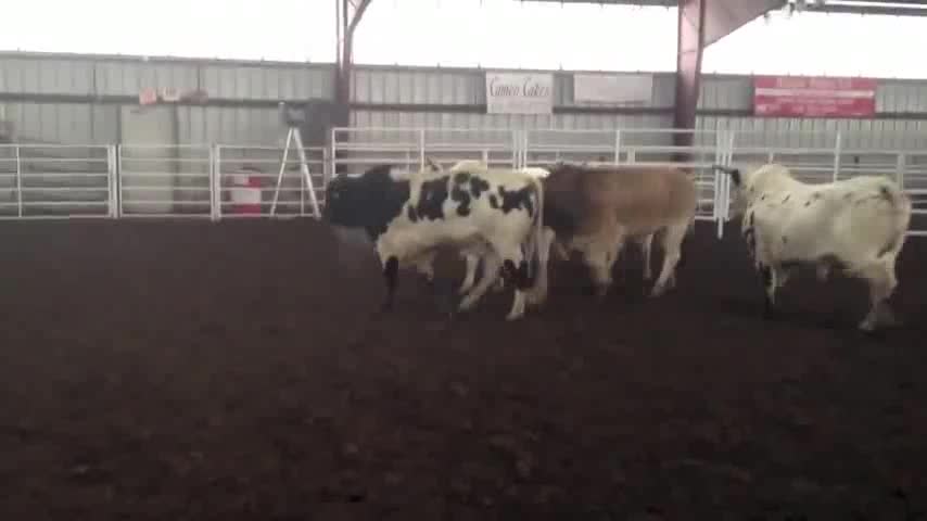 Bullfighting Highlights