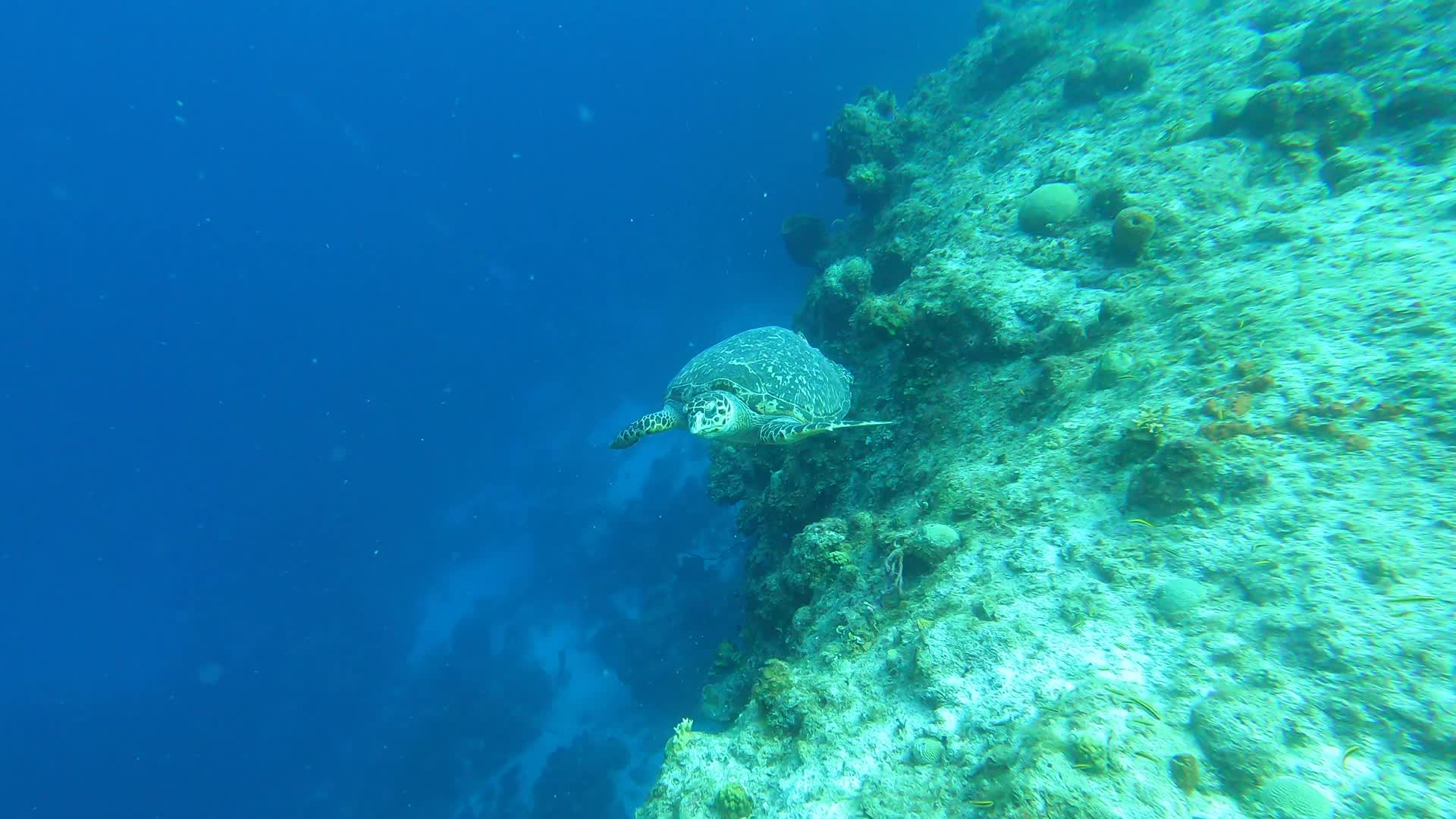 SCUBA Diving in Turks & Caicos