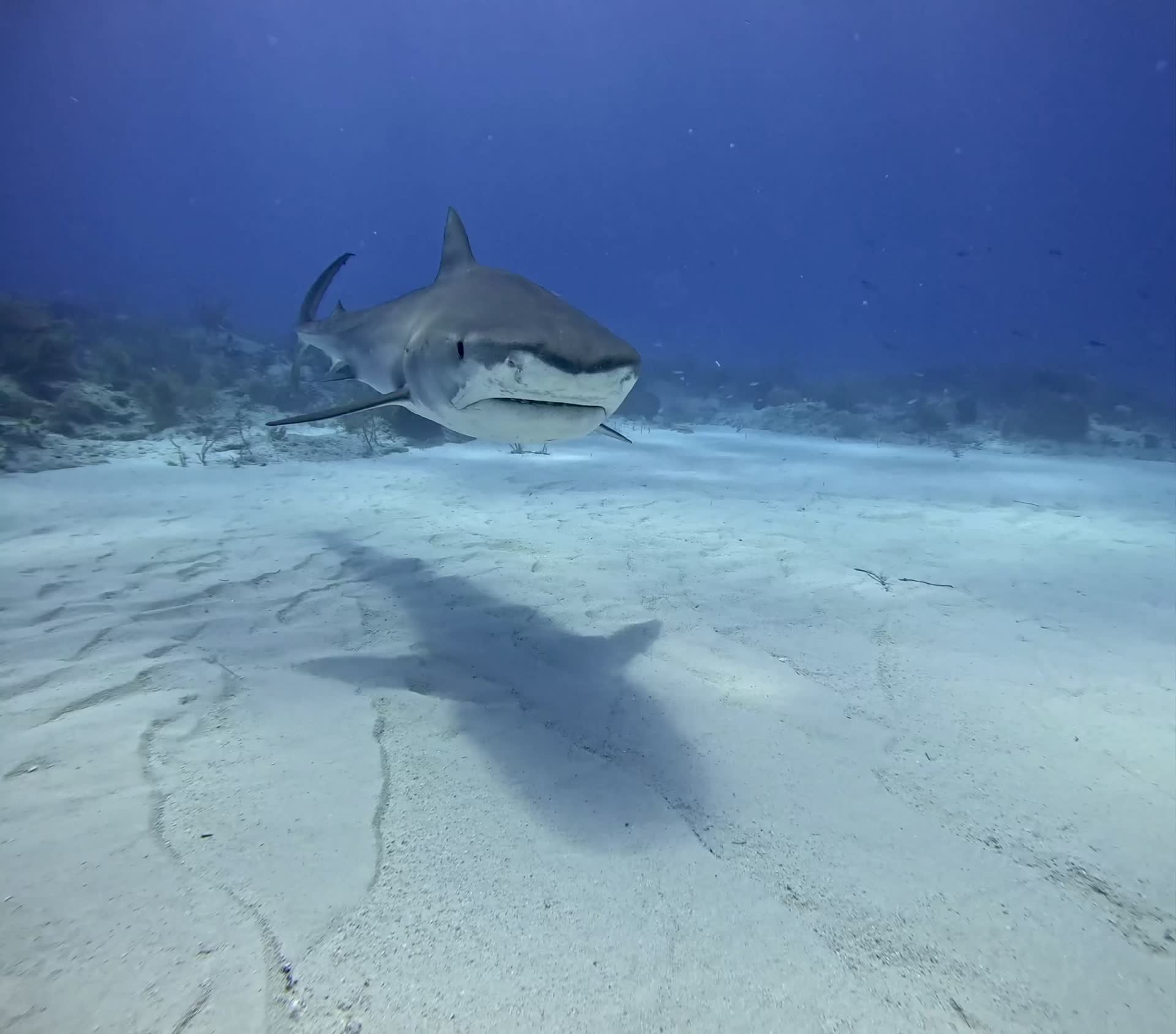 Enjoying the Tiger Sharks of legendary Tiger Beach