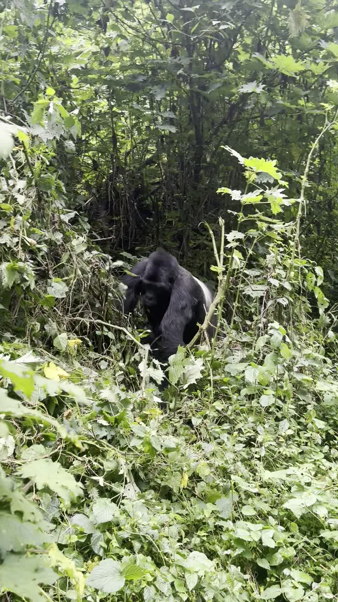 Trekking with the Gorillas of Uganda
